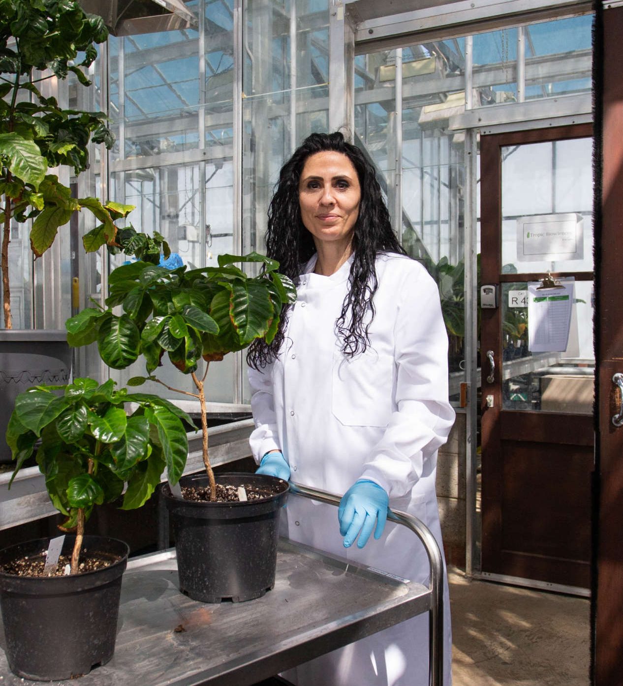 Researcher in a greenhouse with young coffee plants