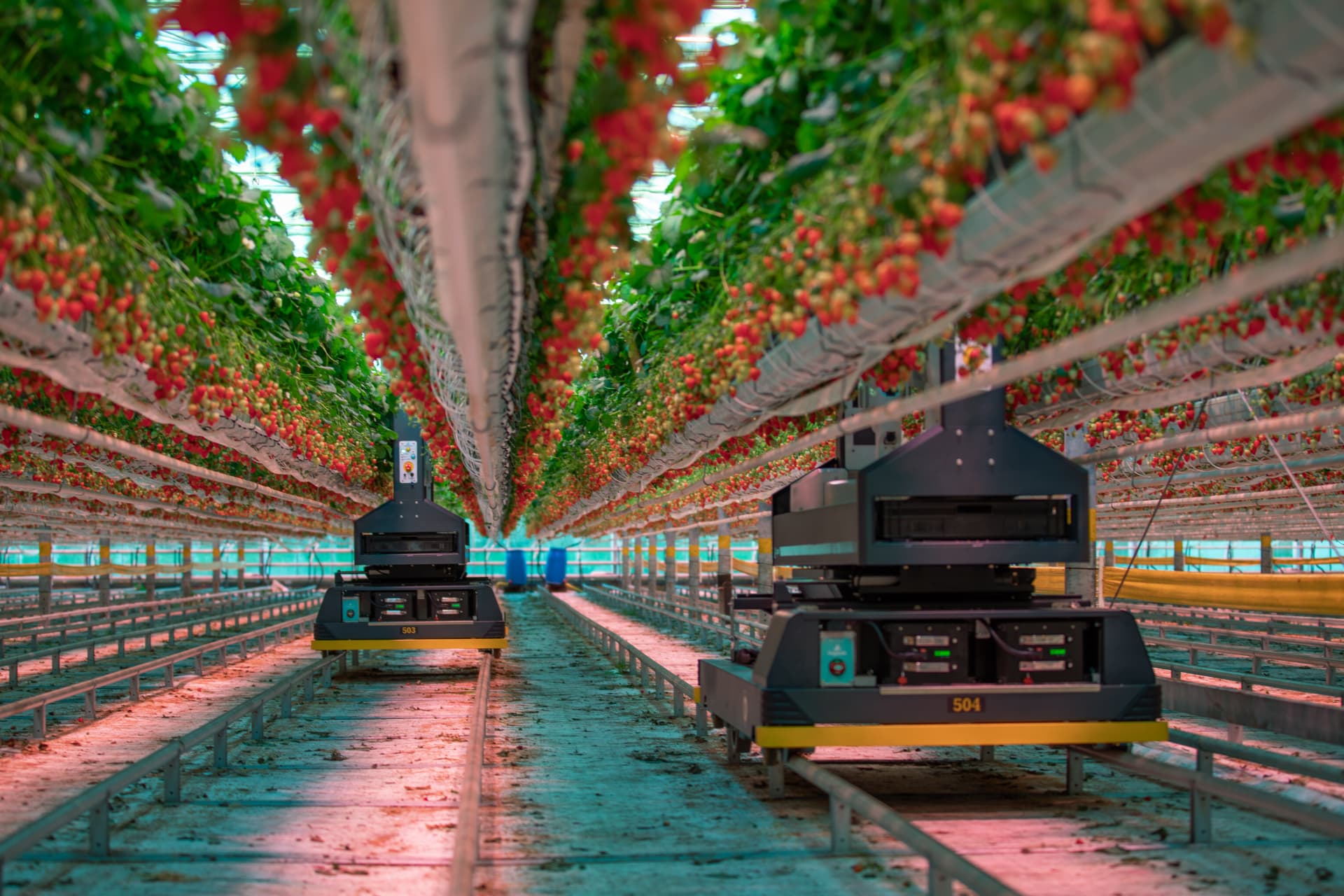 Dogtooth — innovation photography