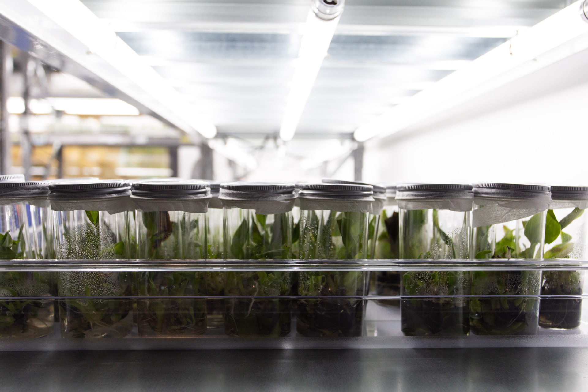Tropic Bioscience — innovation photography